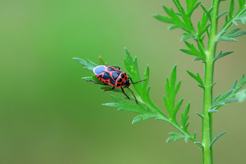 Stink bug on green leaves, North China