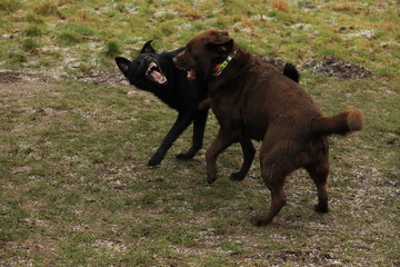 dog in the field