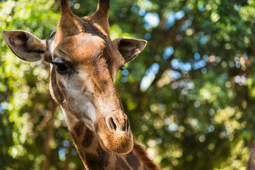 Chiang Mai , Thailand - January, 19, 2020 : Giraffes in the Chiang Mai zoo.