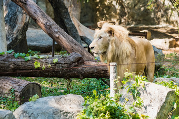 Chiang Mai , Thailand - January, 19, 2020 :White lion in the Chiang Mai zoo, Thailand.