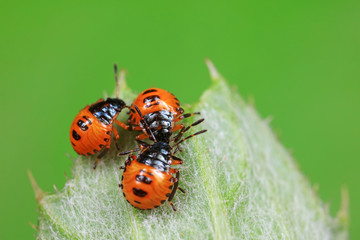 Stink bug on green leaves, North China