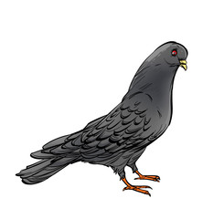 Black pigeon isolated on a white background.