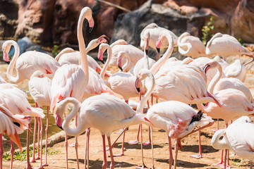 Group of American Flamingos in the zoo thailand.