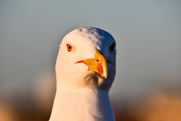 portrait of a duck, photo as background