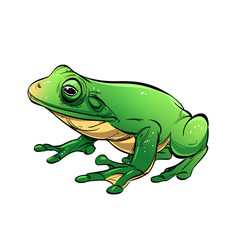 Green frog isolated on white background.