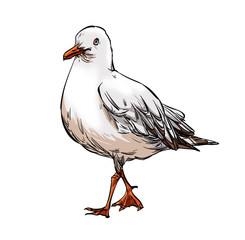 The seagull is standing. Isolated on a white background.