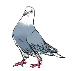 Beautiful fluffy standing pigeon. Isolated on a white background.