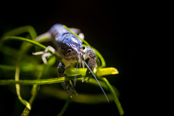 Blue Crayfish