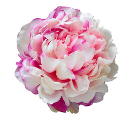 luxurious pink peony flower close-up on a white background. flower of Love