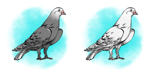 White and gray pigeon. Isolated on a white background.