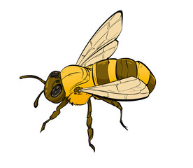 Bee. Isolated on a white background.