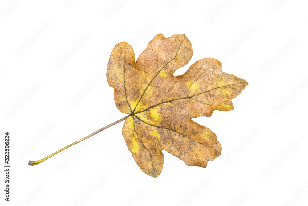 Canvas Prints leaf in autumn fall color cut out and isolated on a white background