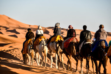 group of horses in desert, photo as background