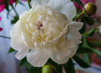 Beautiful flower of a white peony in a vase.