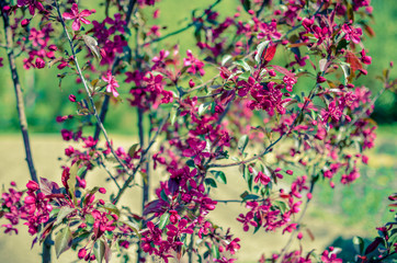 Red buds of decorative apple tree Malus Niedzwetzkyana . City greening. Springtime.