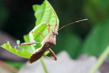 Stink bug on green leaves, North China