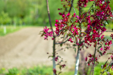 Red buds of decorative apple tree Malus Niedzwetzkyana . City greening. Springtime.