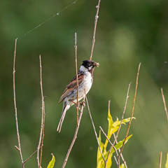 The common reed bunting (Emberiza schoeniclus) is a passerine bird in the bunting family Emberizidae.