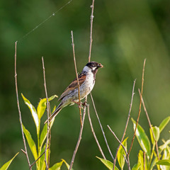 The common reed bunting (Emberiza schoeniclus) is a passerine bird in the bunting family Emberizidae.