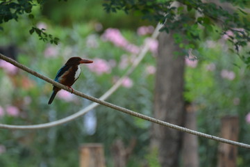 bird on a branch