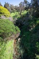 path in the forest
