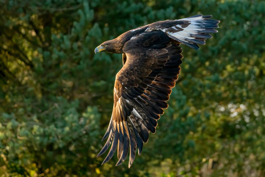 Golden Eagle (Aquila chrysaetos) flying and swooping in flight
