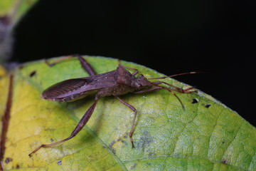 Stink bug on green leaves, North China