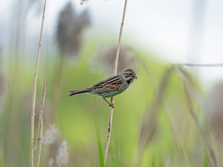The common reed bunting (Emberiza schoeniclus) is a passerine bird in the bunting family Emberizidae.