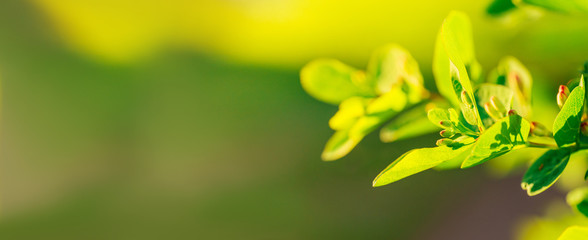 Fresh spring leaves and flowers on a green branch on a soft blurry background in the rays of the setting sun. The concept of the onset of spring and the revival of nature. Banner with copy space.