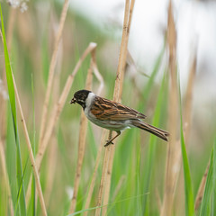 The common reed bunting (Emberiza schoeniclus) is a passerine bird in the bunting family Emberizidae.