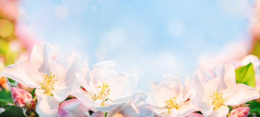 Beautiful spring pink flowers on at Sunrise  with copy space. looming apple branches.  Artistic image of a blooming garden in soft pastel colors. Bokeh, banner format, macro..