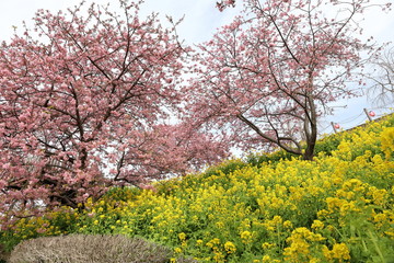 Fototapeta premium 河津桜