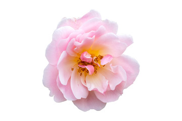 Rose 'Felicia' a springtime summer flower pink climbing semi evergreen shrub cut out and isolated on a white background