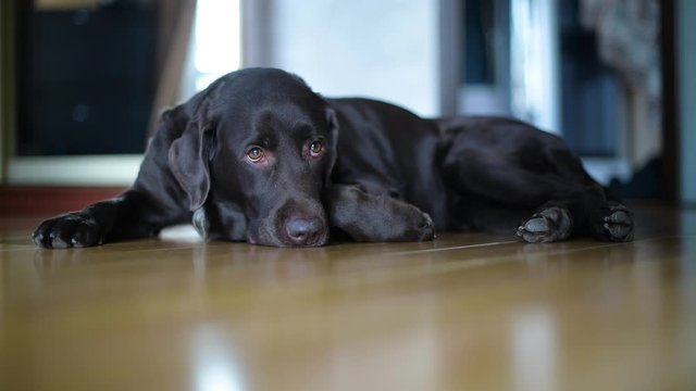 the brown labrador sighs sadly, lying on the floor of the house. The dog misses the owner