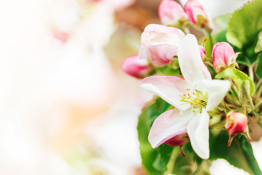 Beautiful spring pink flowers on at Sunrise  with copy space. looming apple branches.  Artistic image of a blooming garden in soft pastel colors. Bokeh, banner format, macro..
