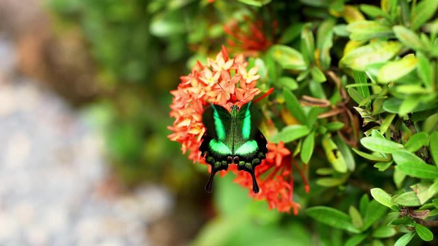Incredibly beautiful day tropical butterfly Papilio maackii pollinates flowers. Black-green butterfly drinks nectar from flowers. Colors and beauty of nature. 4k footage.