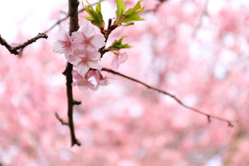 河津桜