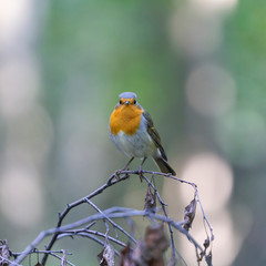 The European robin (Erithacus rubecula). 