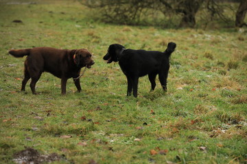 two dogs playing in the field
