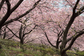 河津桜