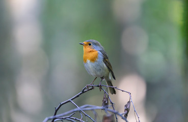 The European robin (Erithacus rubecula). 