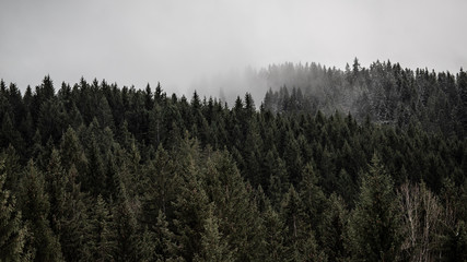 Foggy treeline