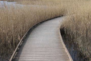 Pont de bois au milieu des roseaux