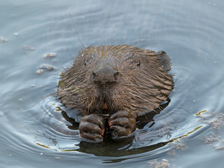 The Eurasian beaver (Castor fiber) or European beaver is a beaver species that was once widespread in Eurasia
