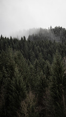 Foggy treeline