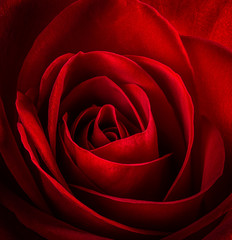 Closeup of a Red Rose