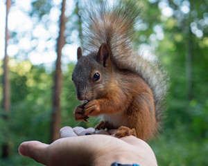 Eurasian red squirrel (Sciurus vulgaris) feeds on a person's hand.