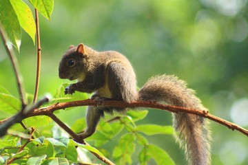 squirrel on tree / esquilo