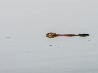 The muskrat (Ondatra zibethicus) floats in the water. The muskrat (Ondatra zibethicus), the only species in the family Cricetidae. 