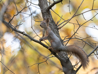   Eurasian (Sciurus vulgaris) in the wild